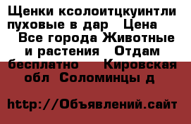 Щенки ксолоитцкуинтли пуховые в дар › Цена ­ 1 - Все города Животные и растения » Отдам бесплатно   . Кировская обл.,Соломинцы д.